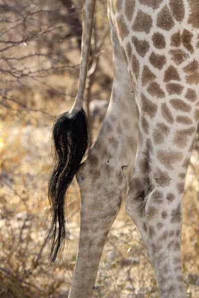 Giraffes tail and hind legs, Etosha NP, Namibia